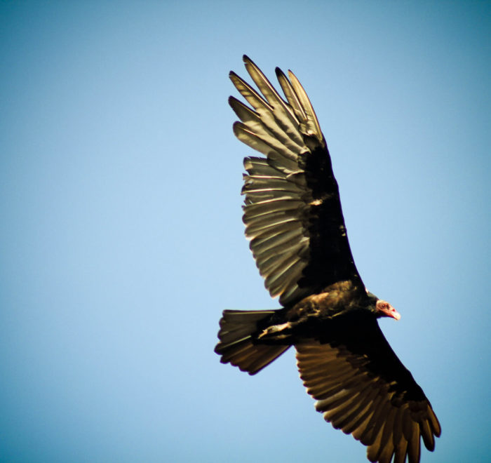 Condor des Andes de Patagonie | © CC BY-SA 2.0 Alanbritom @ flickr