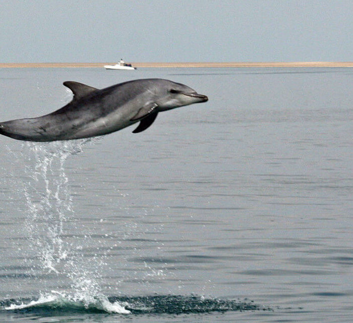 Croisière avec les dauphins | © Mola Mola