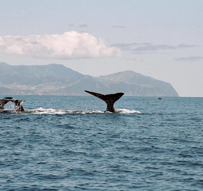 Rencontre avec les baleines | © Melo Travel