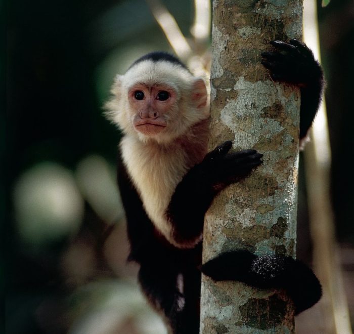 Le Singe Capucin | © Costa Rica Tourism Board